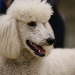 photograph by PeterW